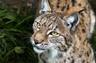 LynxLover