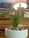 MyBeautifulPlant