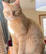 kitty123456789101112131415141