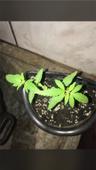 marijuana10824827