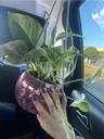 wannabeflorist