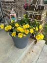 4Planttherapy