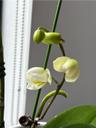 orchid-daddy