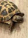 MyturtleDave