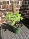 HaiThePlantGuy