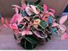 plantdiction