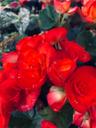 MyBeautifulPlant