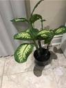 PlantlnWithMuchatFarmerSOfTheTpen