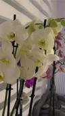 tayaflowers
