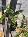 PetalPixies