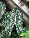 LoveAPlant