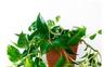 pocketplantadvice5