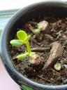 Cacti_rule