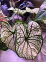 plantsfromheaven