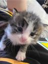 kitty14