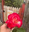 NeanyLuvs2Garden