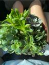 plantlover10890157