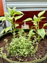 Franklinplants