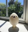 Eggdog