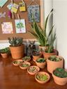 SucculentEnthusiast