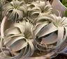 Plant_Lover321