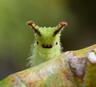 sillybug