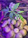 growcare