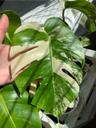 Monstera_world