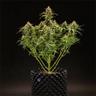 GrowChico