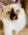 Chaton2.0