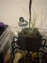 BehrAndHisPlants