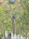griff_griff_007