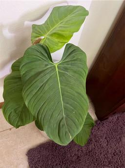 https://user-images.myplantin.com/prod/comments/0278c098-ff36-43fd-b459-8e720665781f.jpg