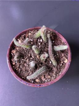 https://user-images.myplantin.com/prod/comments/0bb20b7d-e0dd-465c-a70d-f7811ad6d26d.jpg