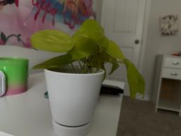 https://user-images.myplantin.com/prod/comments/0bce569f-37c9-414d-a6b1-200079600574.jpg