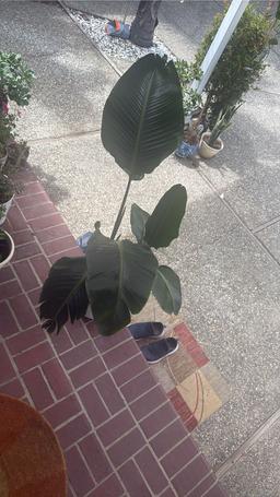 https://user-images.myplantin.com/prod/comments/1010ab53-b3c4-4043-8a59-938f336d7c27.jpg