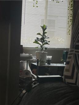 https://user-images.myplantin.com/prod/comments/113e28c3-5818-41c8-99a5-9be86eb56470.jpg