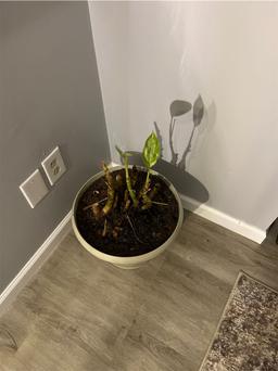 https://user-images.myplantin.com/prod/comments/171b1404-4000-426e-ab0a-119d014bfcaa.jpg
