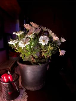 https://user-images.myplantin.com/prod/comments/1f55d0fb-e277-4c00-9263-8b068fc3f2b3.jpg