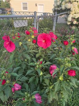 https://user-images.myplantin.com/prod/comments/20cc8f56-442d-4367-bcf5-e7c1e57211e1.jpg