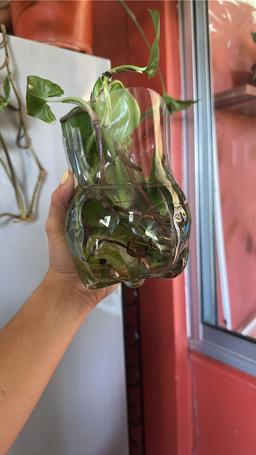 https://user-images.myplantin.com/prod/comments/2305dc22-0cbc-4fa7-9f98-60620eb91de3.jpg