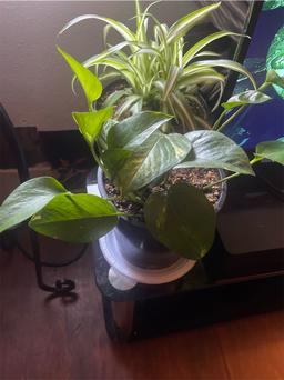 https://user-images.myplantin.com/prod/comments/25dfc8ee-9328-4b6a-9d9a-32fd44cda0ce.jpg