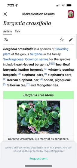 https://user-images.myplantin.com/prod/comments/2809cf04-1bef-452f-977a-8f9693a6e886.jpg