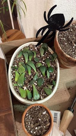 https://user-images.myplantin.com/prod/comments/2bbc72cc-f312-4bfe-be12-bef0ee81f10b.jpg
