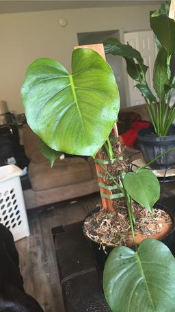 https://user-images.myplantin.com/prod/comments/2bdb8d2b-41b4-4e2c-b6c9-d3f61298fa33.jpg
