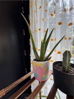 https://user-images.myplantin.com/prod/comments/2c5603a9-fdb9-4a10-9b0e-c94769fa6fb6.jpg