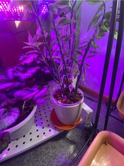 https://user-images.myplantin.com/prod/comments/2d1a0067-49a1-4176-9e4c-58d7126a4158.jpg
