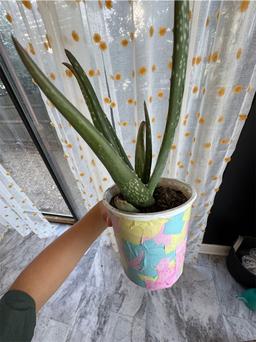 https://user-images.myplantin.com/prod/comments/2e0c6052-35a3-4214-a160-a707a530ff06.jpg