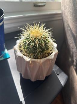 https://user-images.myplantin.com/prod/comments/2e2577fc-41f3-48ce-a02f-5bf00c22236d.jpg