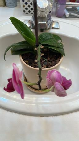 https://user-images.myplantin.com/prod/comments/30a02762-3112-4e5c-8b62-1a46b43621a6.jpg